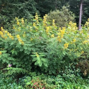 Maryland Senna