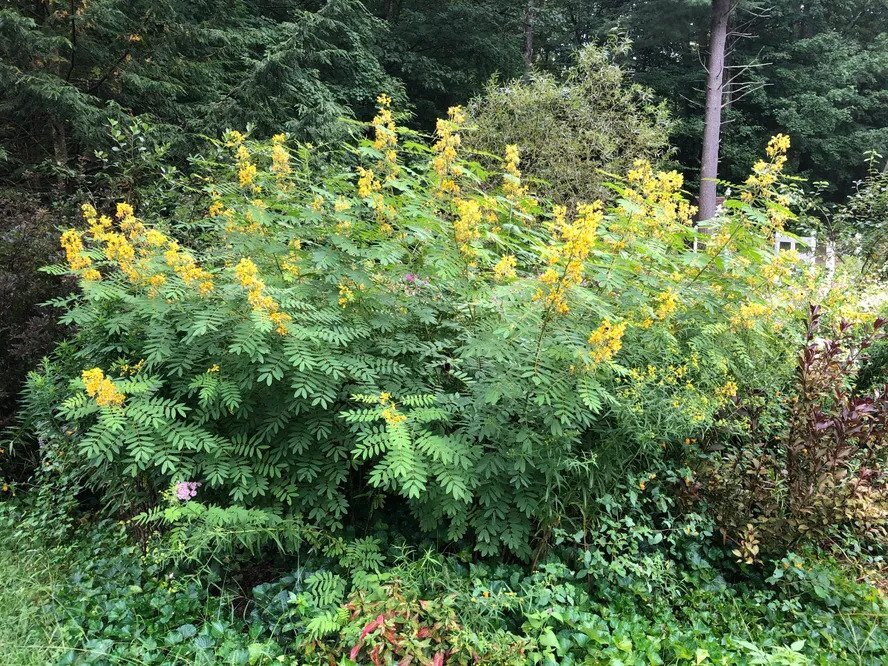 Maryland Senna