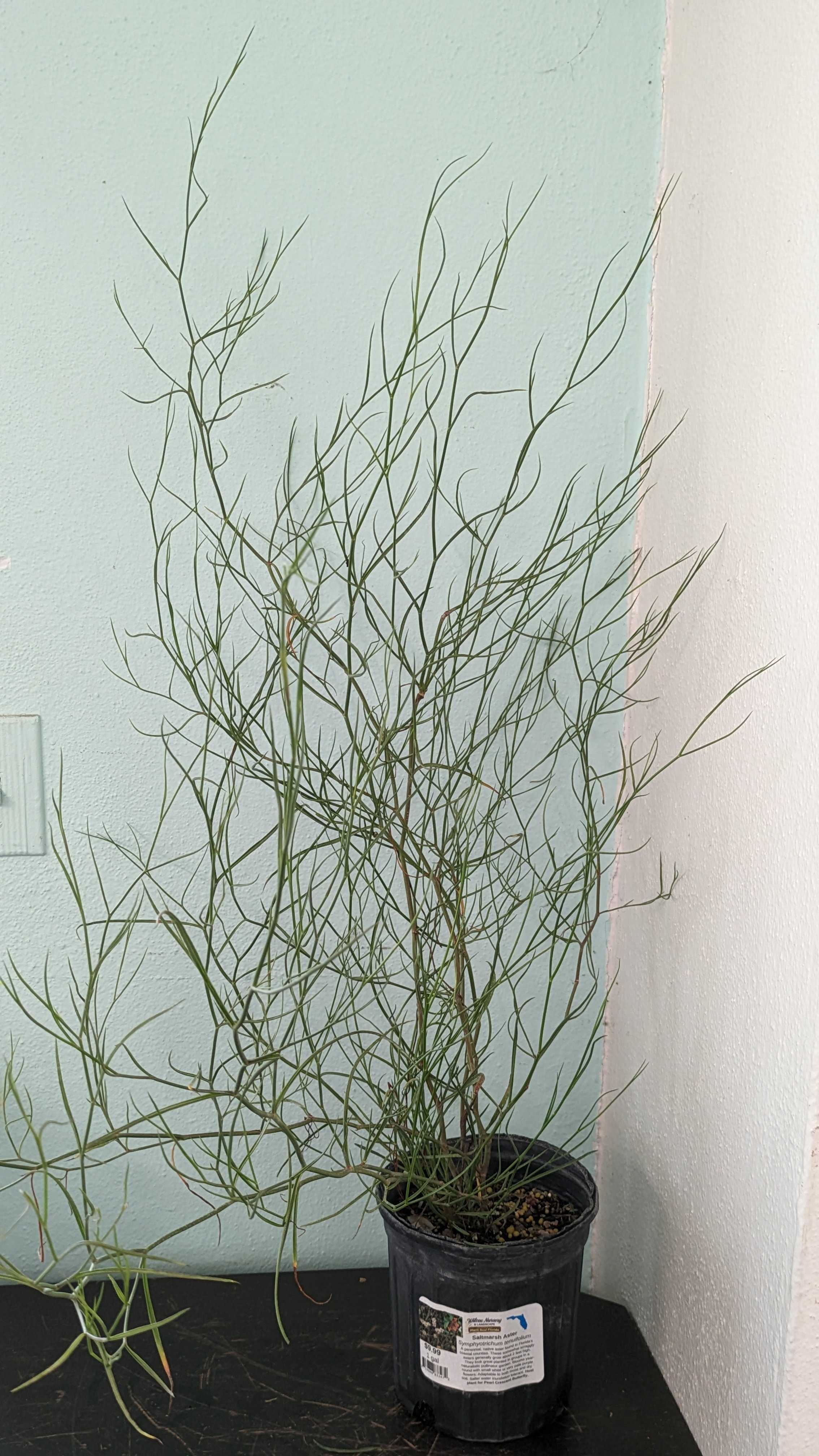 Saltmarsh Aster Salt Marsh Aster