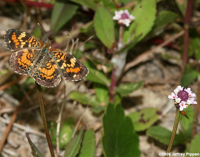 Saltmarsh Aster Salt Marsh Aster