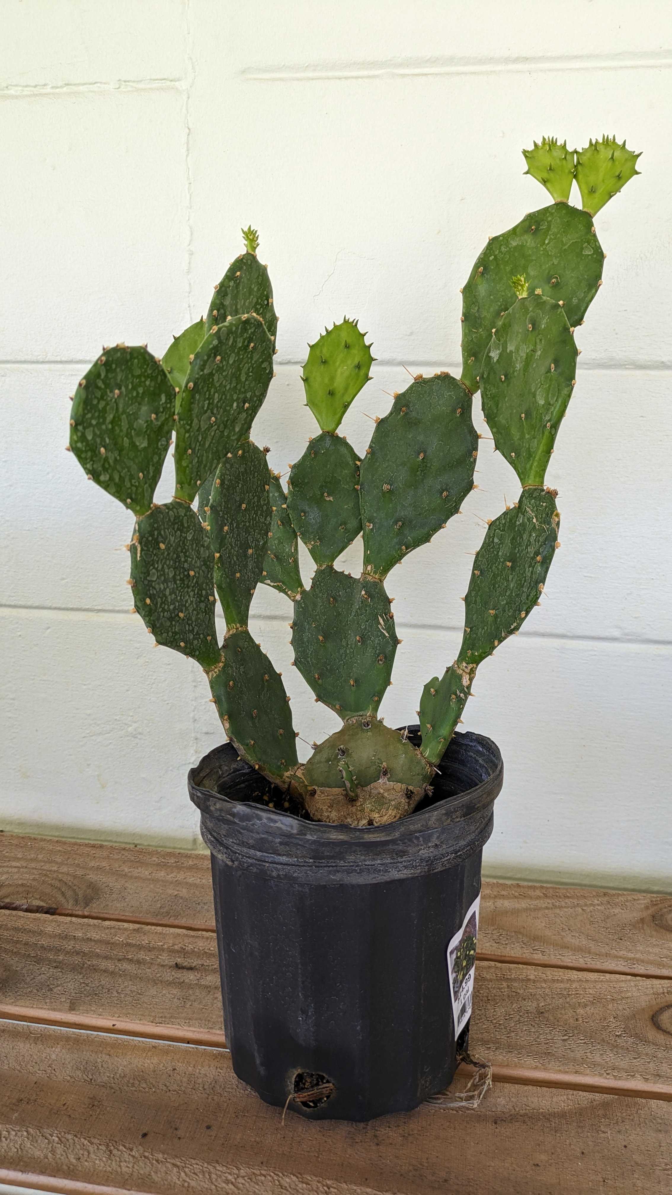 Eastern Prickly Pear (humifusa)