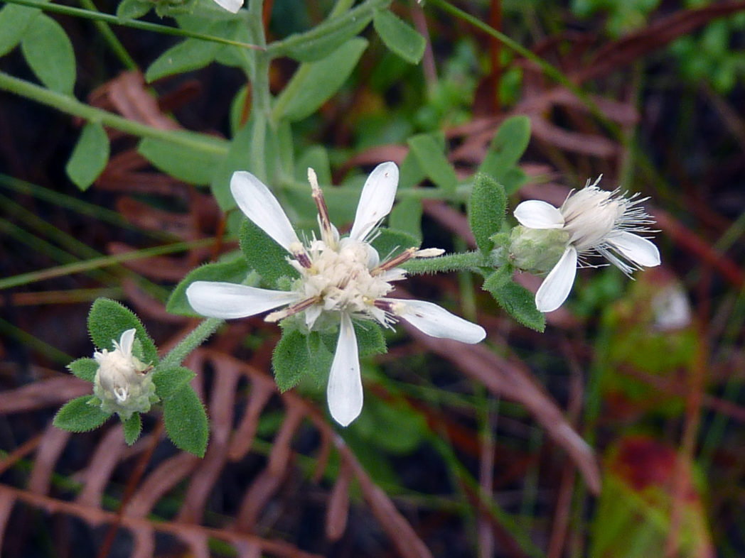 Whitetop Aster