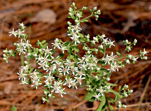 Whitetop Aster