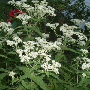 Boneset (Eupatorium perfiolatum)
