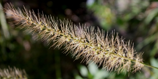 Coral Bristlegrass