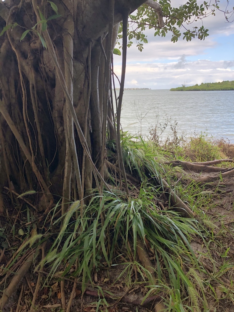 Coral Bristlegrass