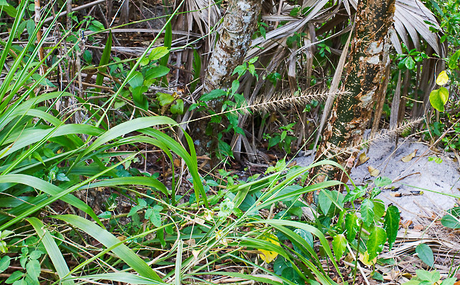 Coral Bristlegrass
