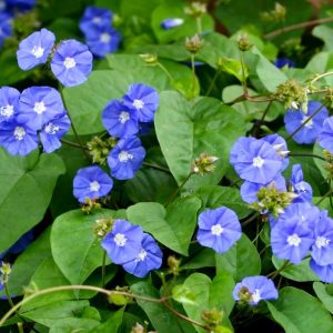 Skyblue Clustervine (Key West Morning Sky blue)