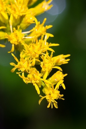 Chapman's Goldenrod