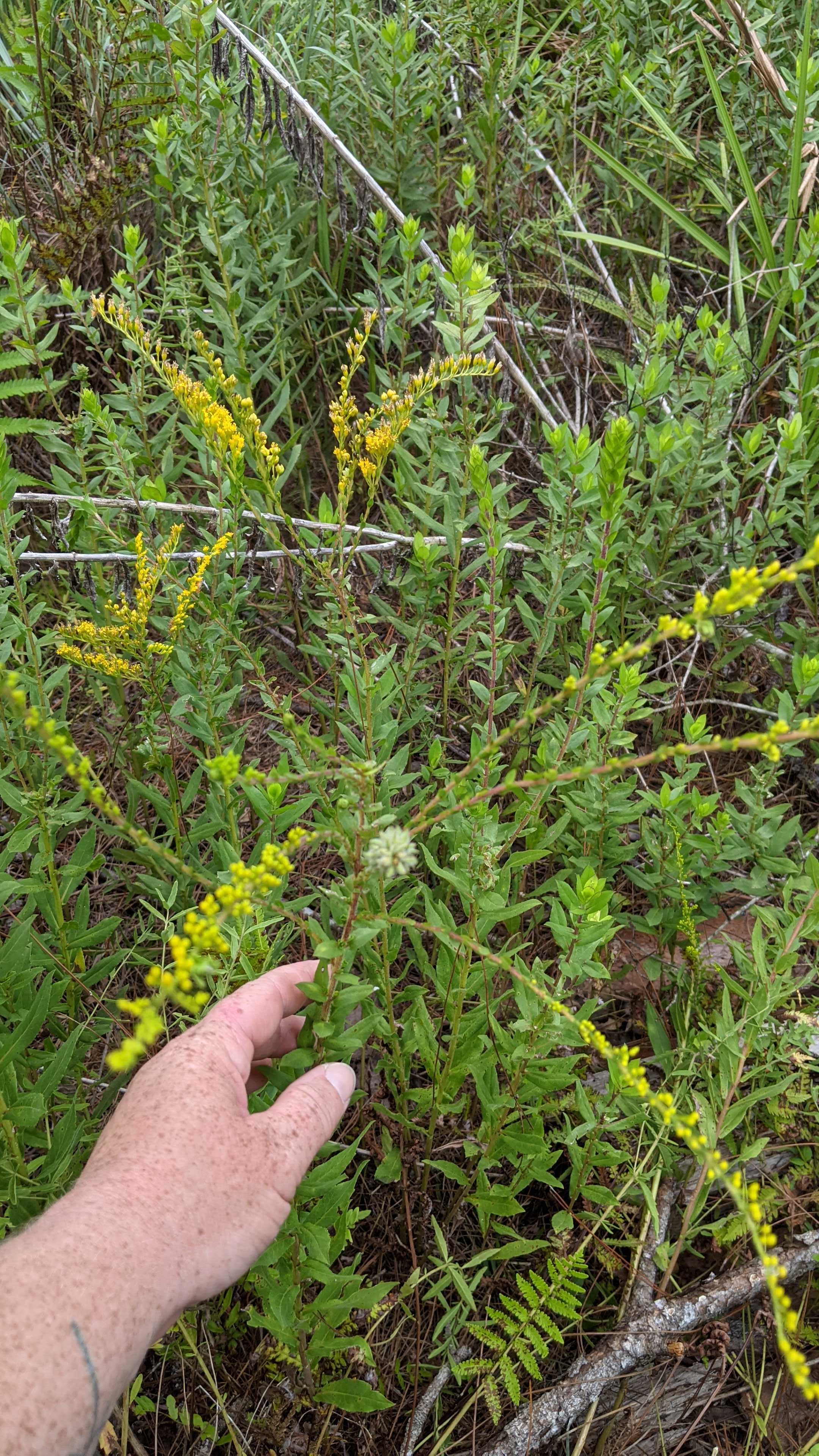 Chapman's Goldenrod