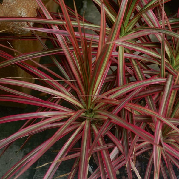 Dracaena