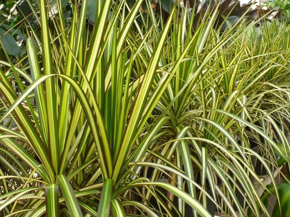 Dracaena