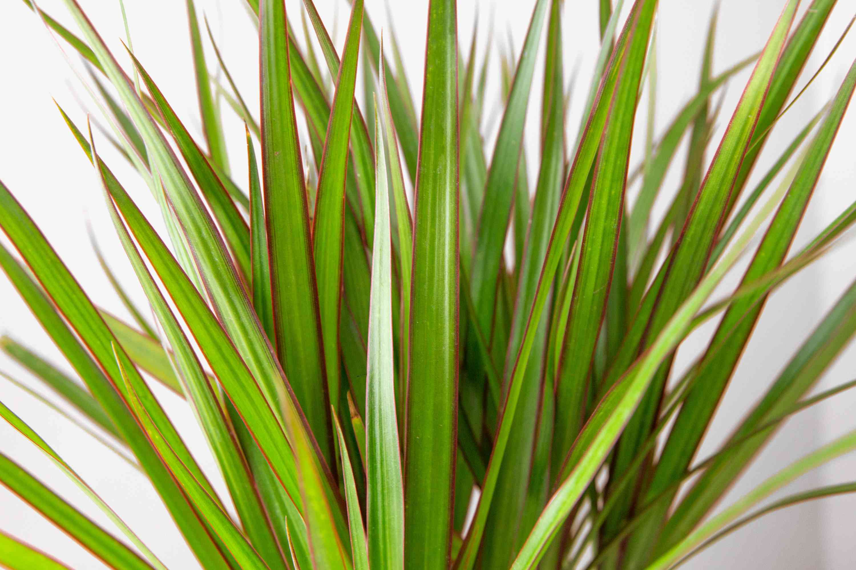 Dracaena