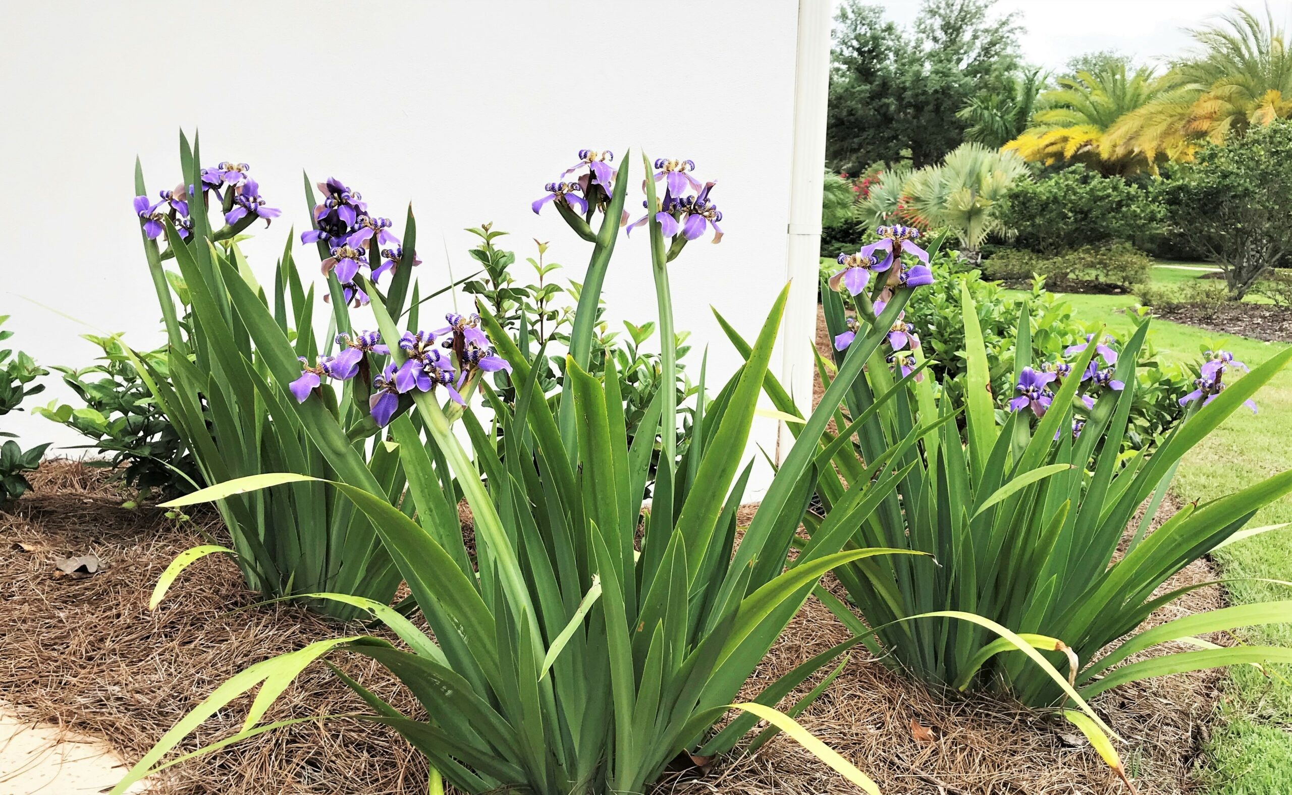 Giant Apostle Iris