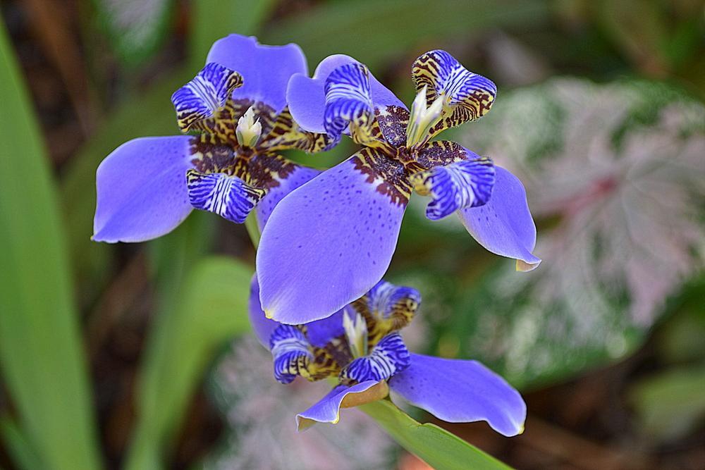Giant Apostle Iris