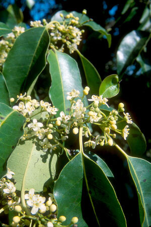 Krugs Holly (Krug's)