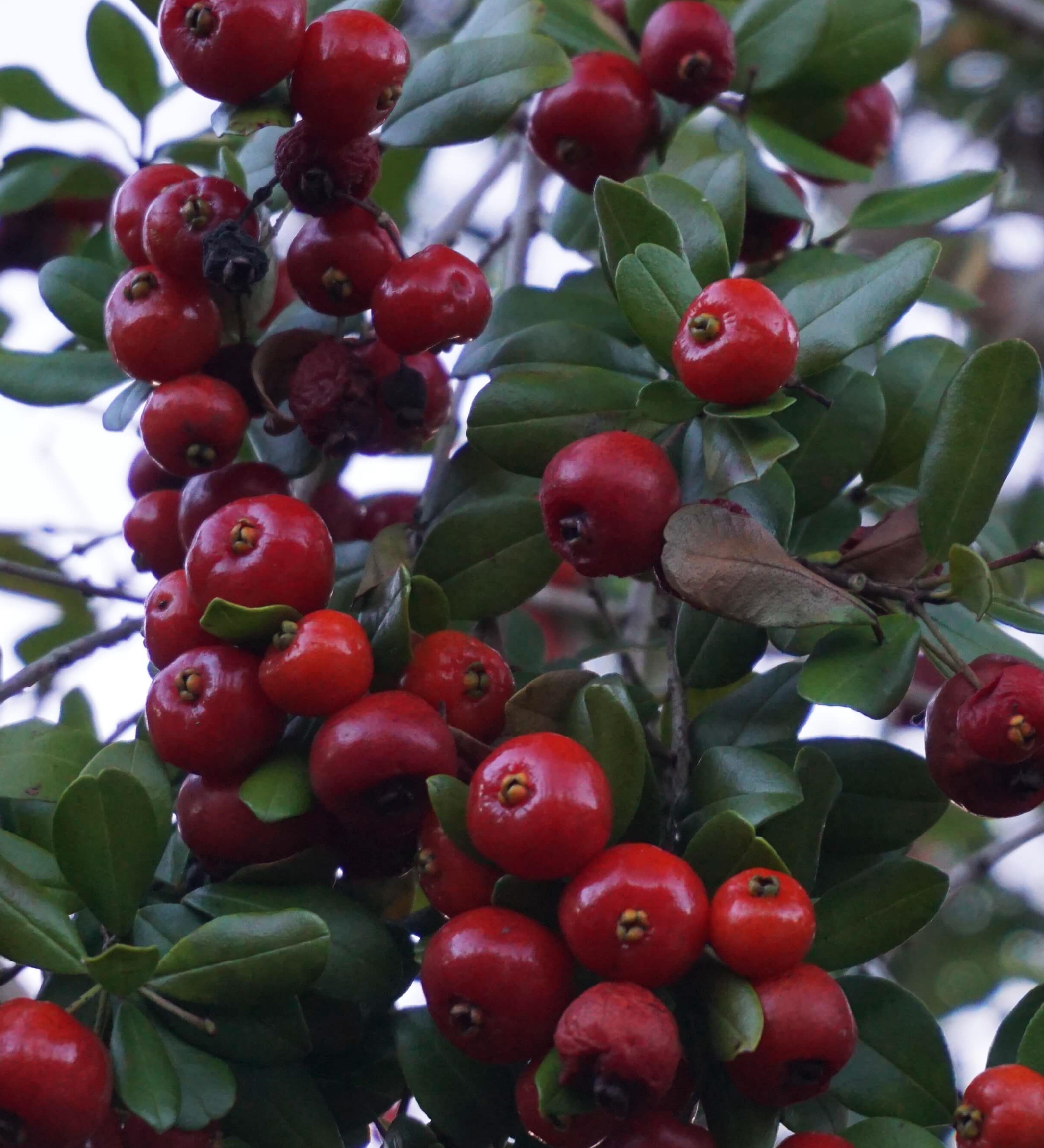 Krugs Holly (Krug's)