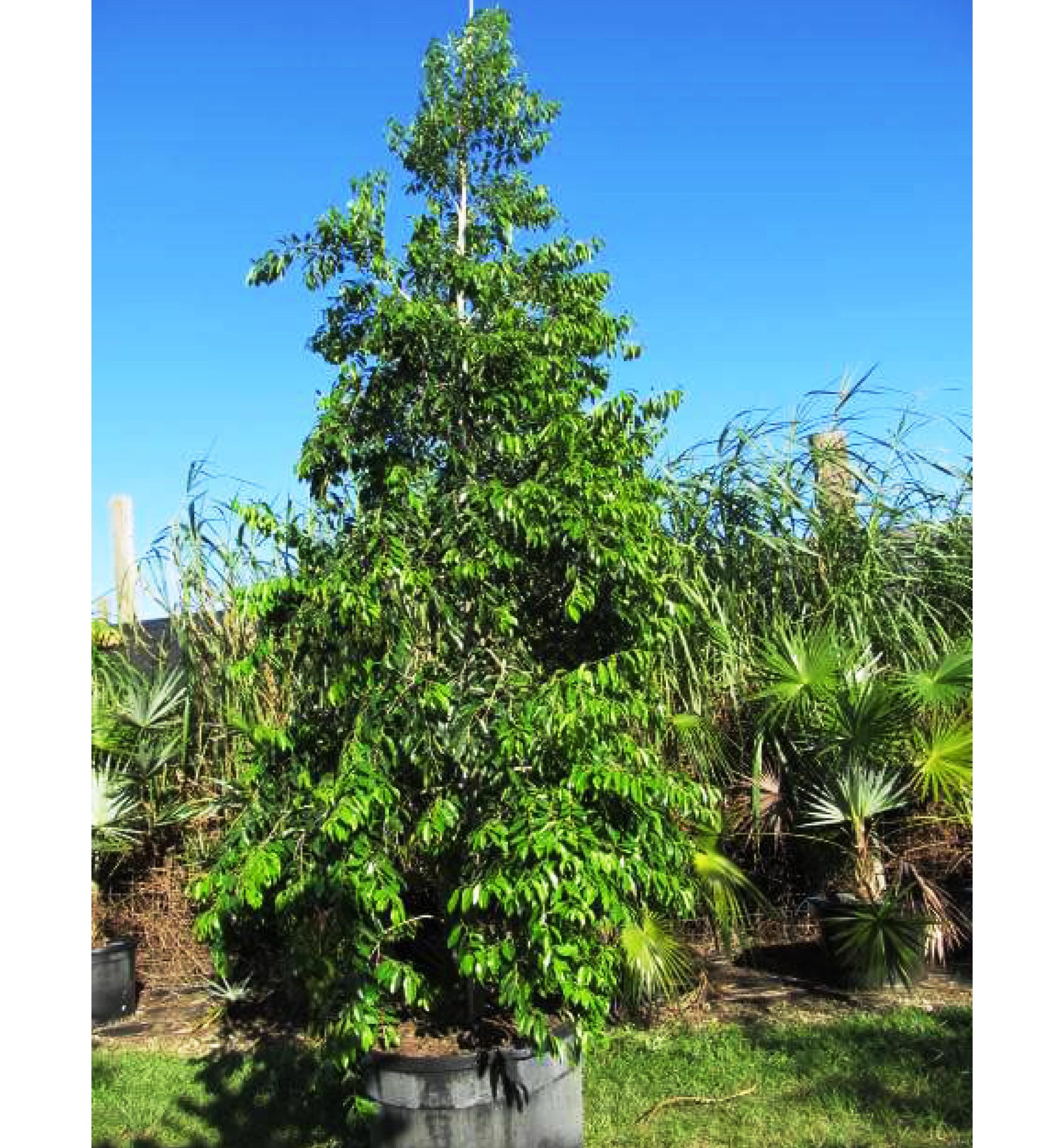 Krugs Holly (Krug's)