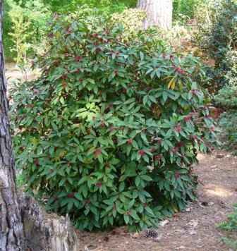 Florida Red Anise
