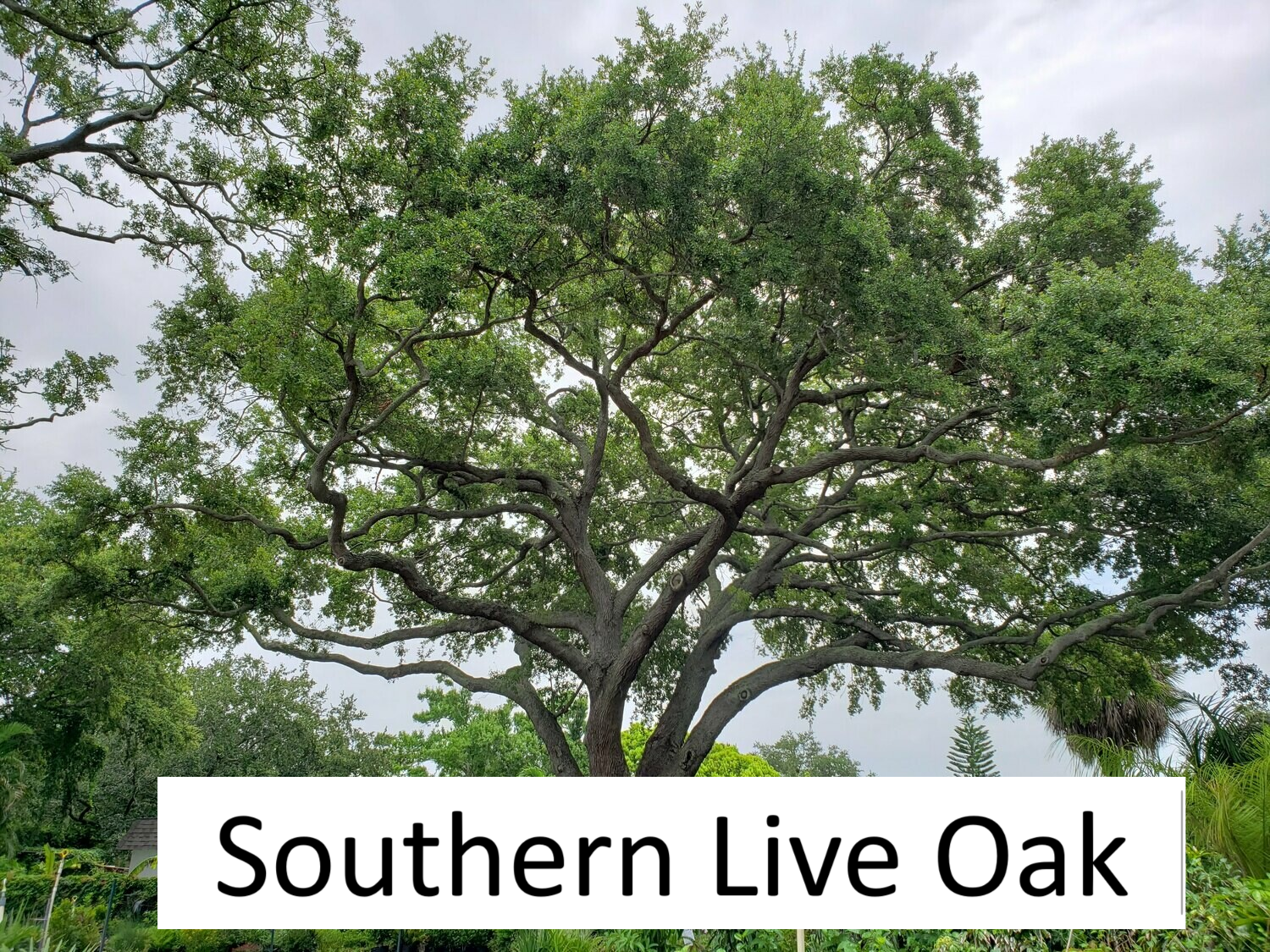 End of Summer Tree Sale