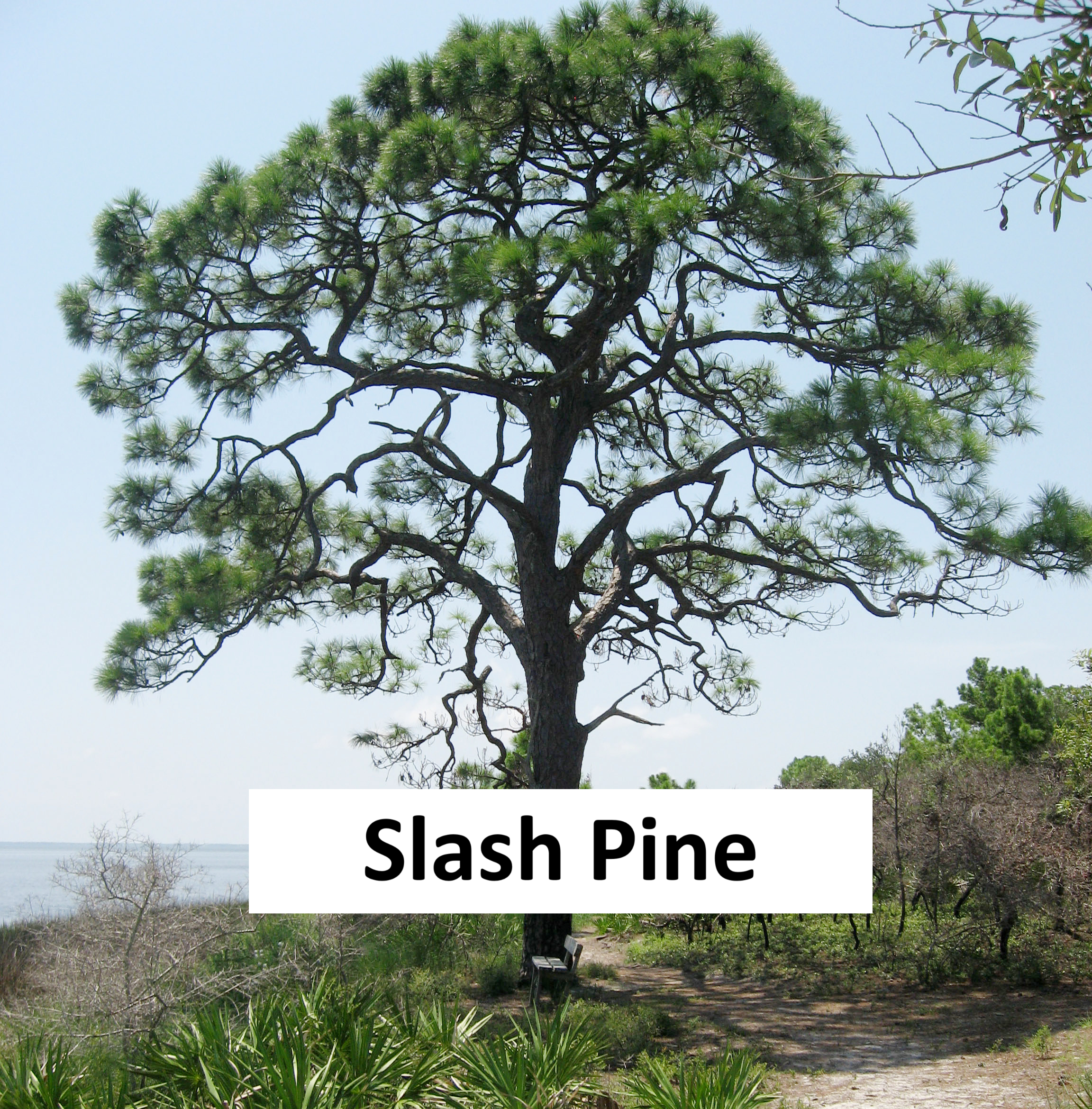 End of Summer Tree Sale