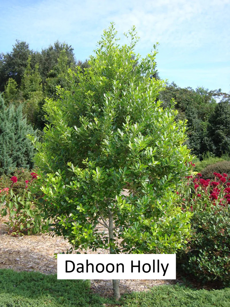 End of Summer Tree Sale