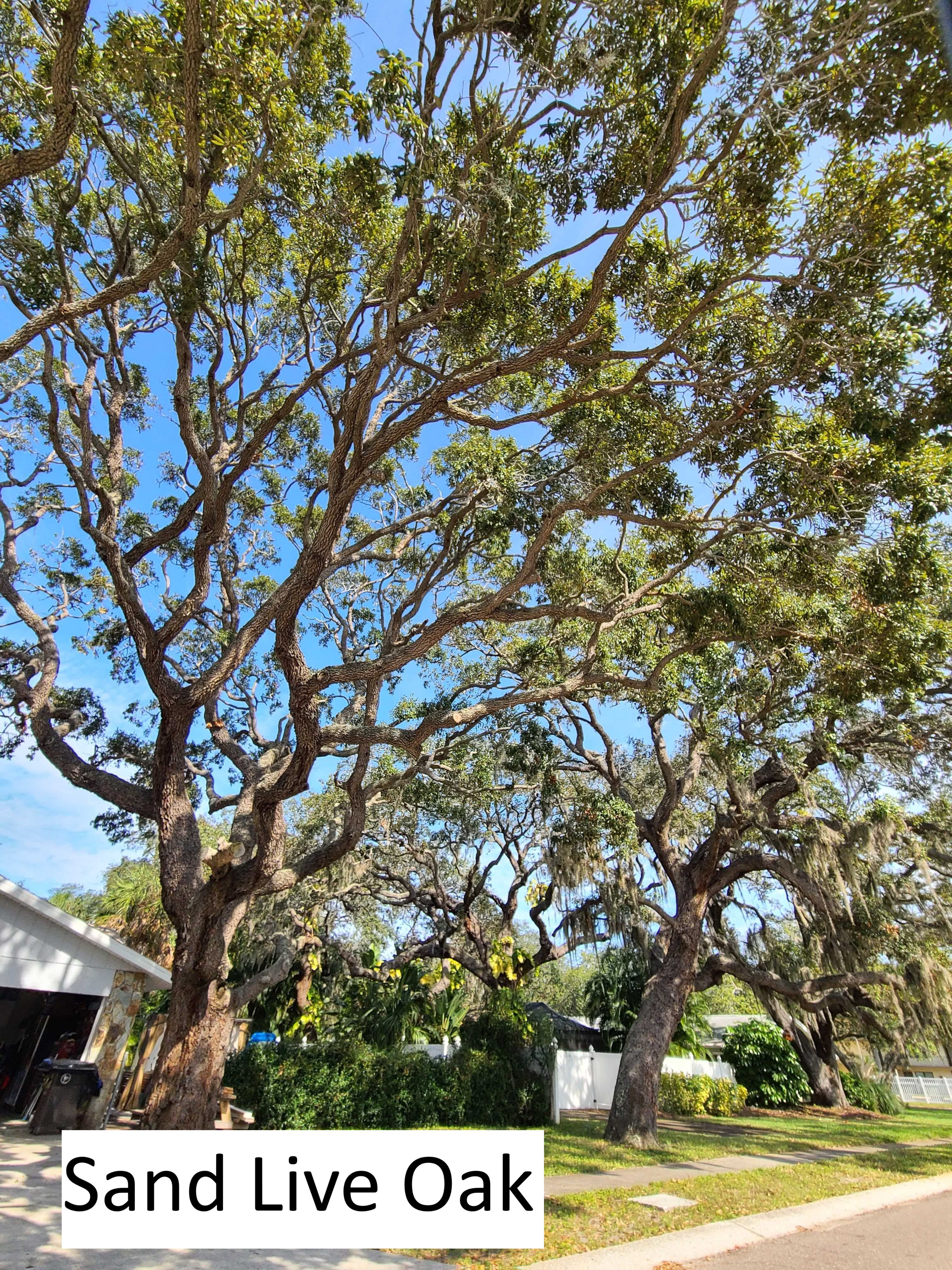 End of Summer Tree Sale