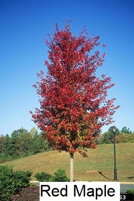 End of Summer Tree Sale