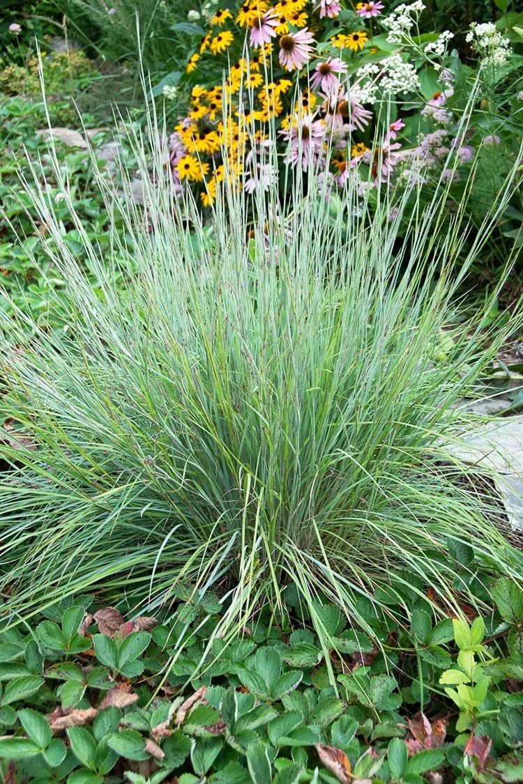 Little Bluestem (Schizachyrium scoparium)