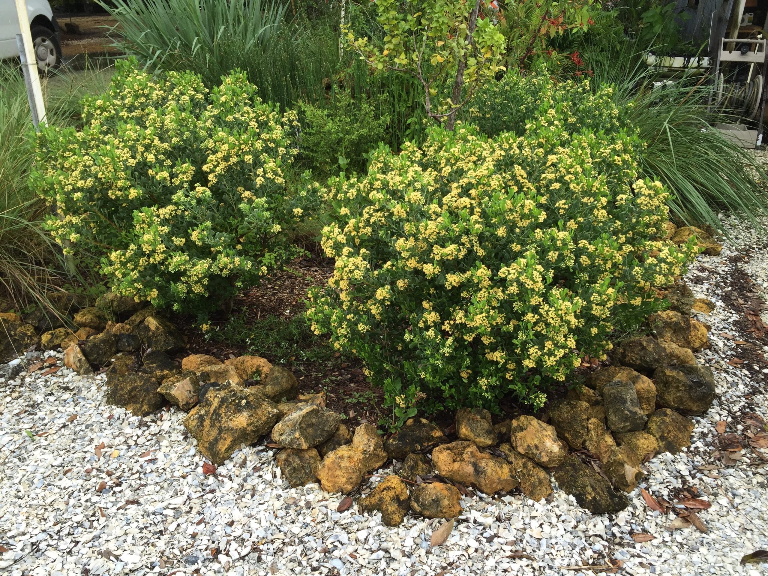 Dwarf Saltbush