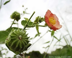 Mauve Abutilon