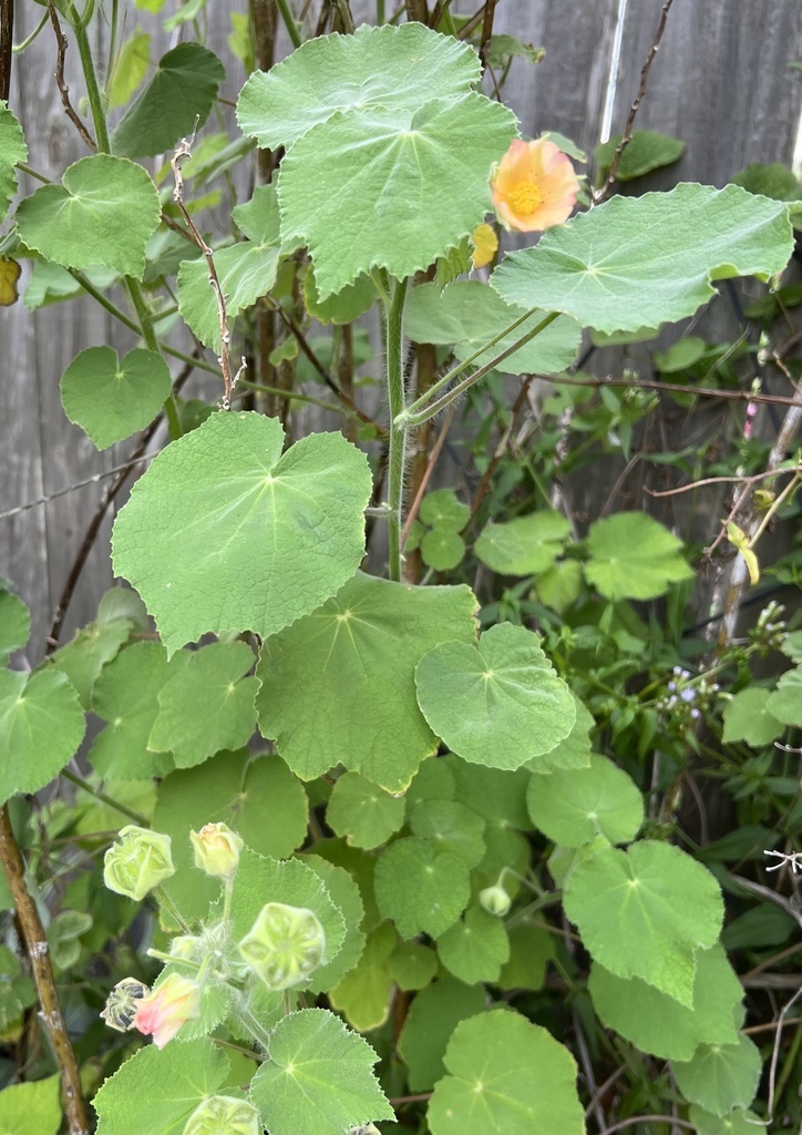 Mauve Abutilon