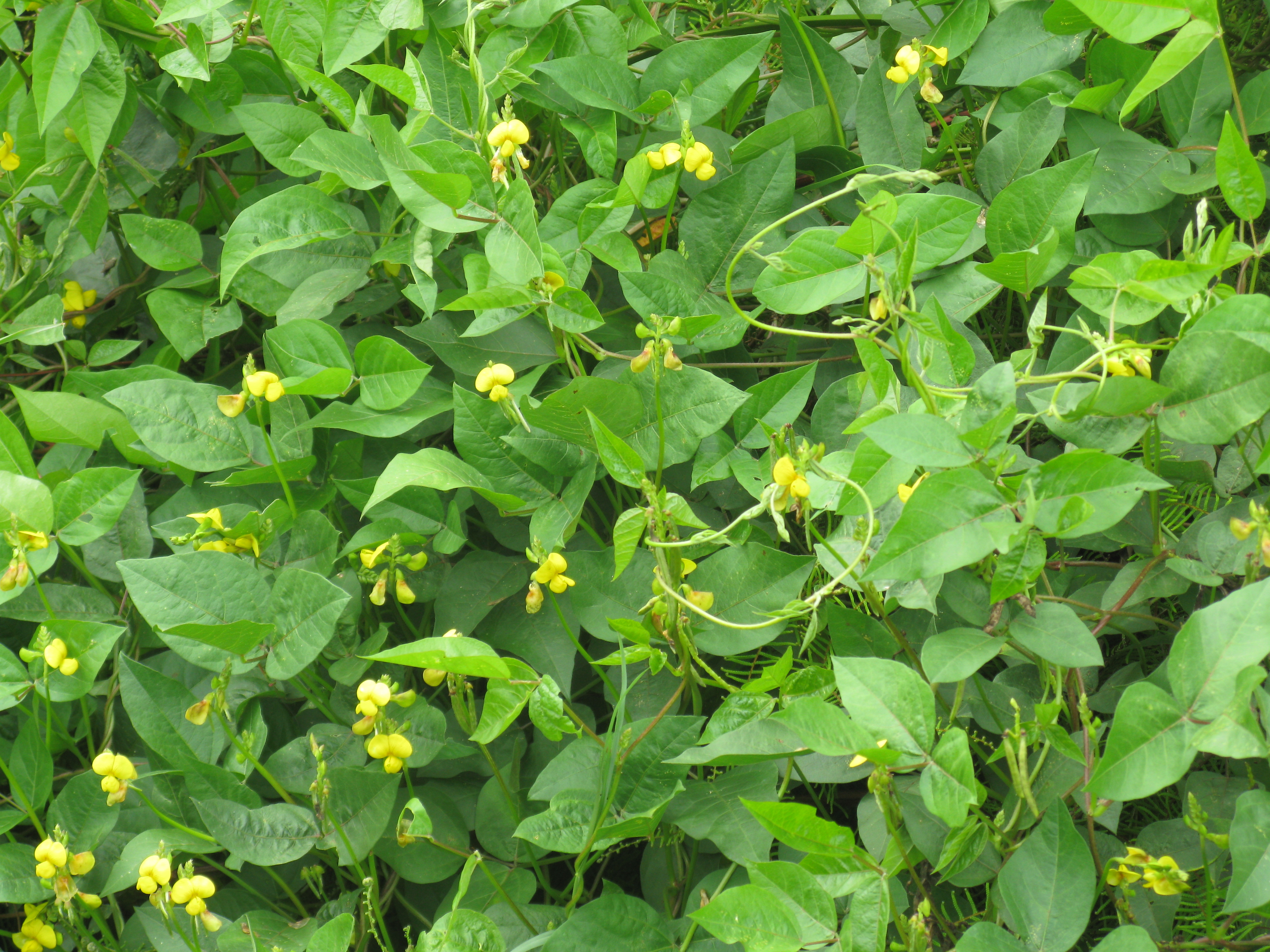 Hairypod Cowpea