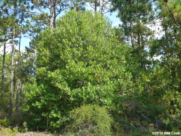 Wild Olive
