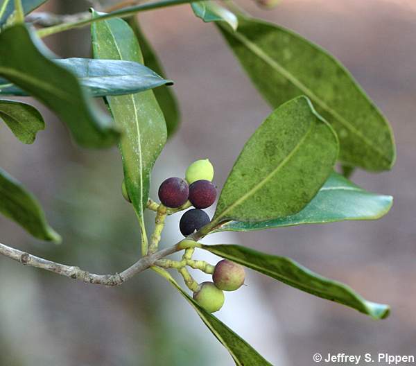 Wild Olive