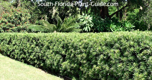 Podocarpus