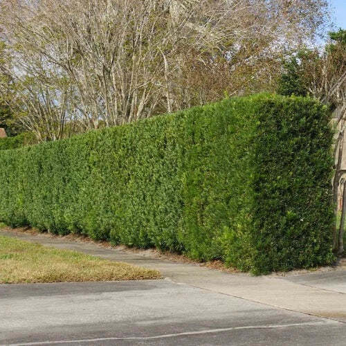 Podocarpus