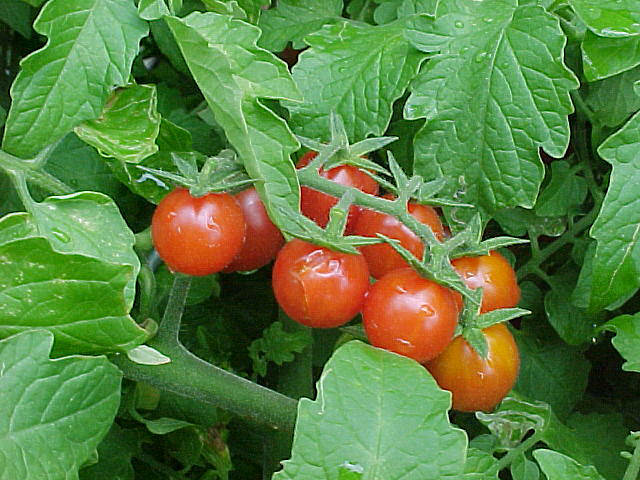 Everglades Tomato
