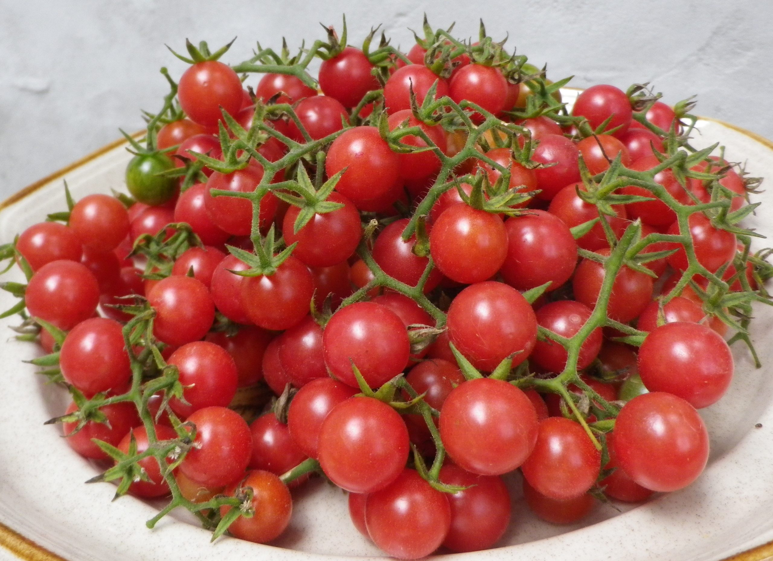 Everglades Tomato