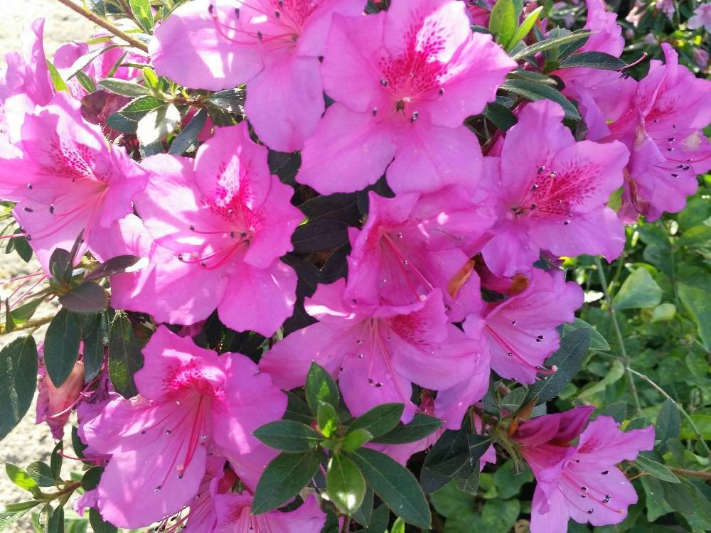 Azalea