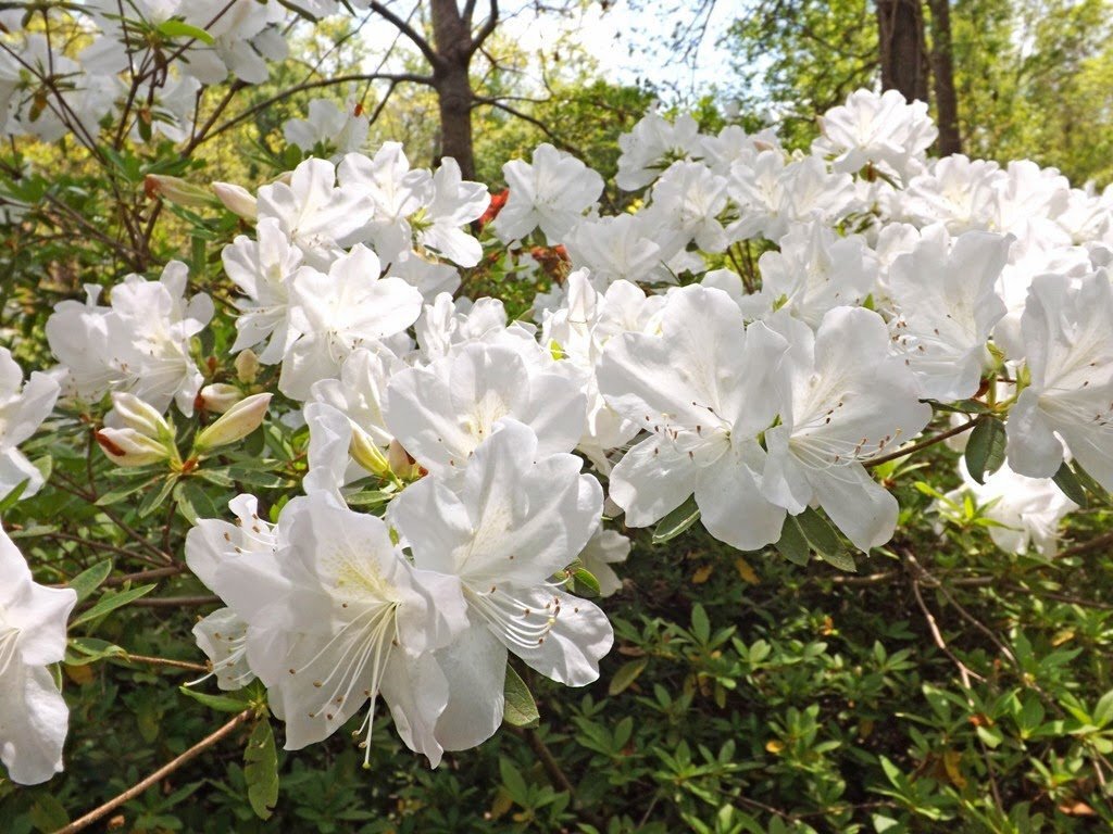 Azalea