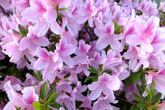 Azalea