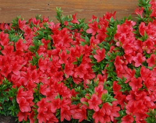 Azalea