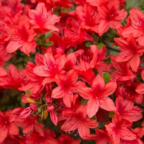 Azalea