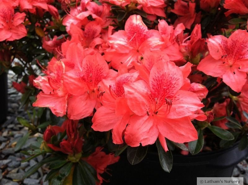 Azalea