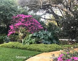Azalea