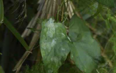 Battling Powdery Mildew: Tips for Spring Plant Care in Florida
