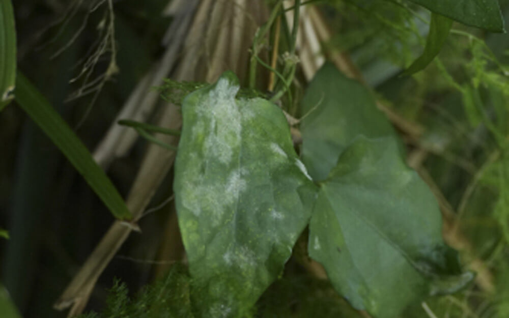 Battling Powdery Mildew: Tips for Spring Plant Care in Florida