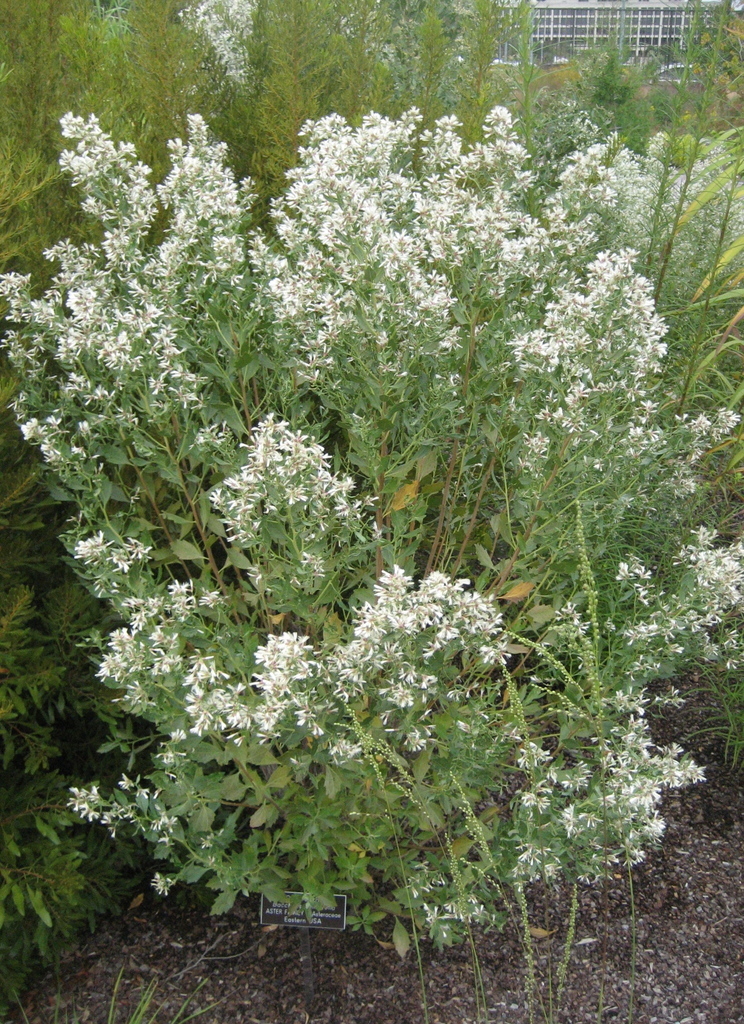 Saltbush