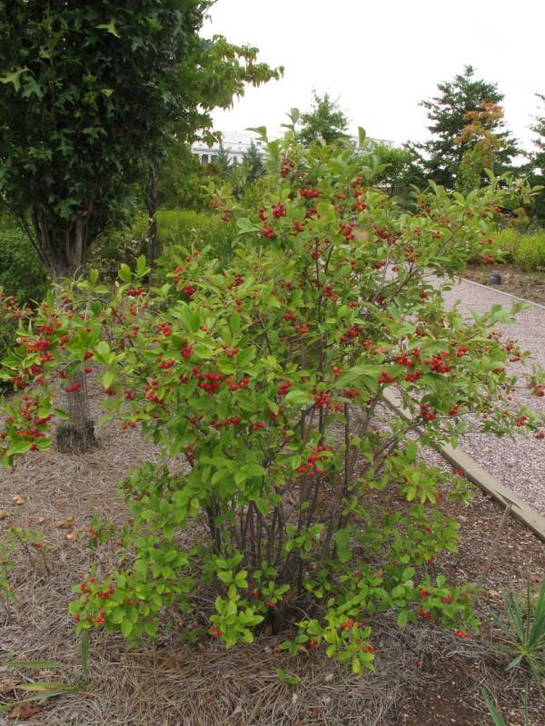 Red Chokeberry (Chokecherry)